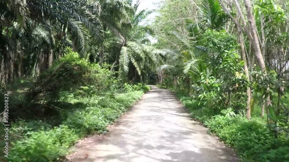 Front View Of Road Through Tropical Forest Action Camera POV Green Summer Park Tropic Landscape Front View Of Road Through Tropical Forest Action Camera POV Green Summer Park Tropic Landscape