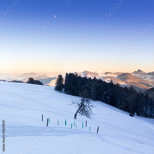 A lonely tree and mountains in the snow. Winter landscape with blue tinting