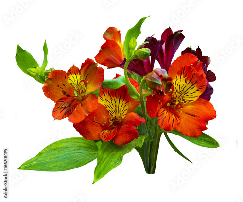 bouquet of flowers. Alstroemeria. Bouquet of flowers Alstroemeria. Flowers Alstroemeria. Bouquet of alstroemeria flowers isolated on white background © andrey7777777