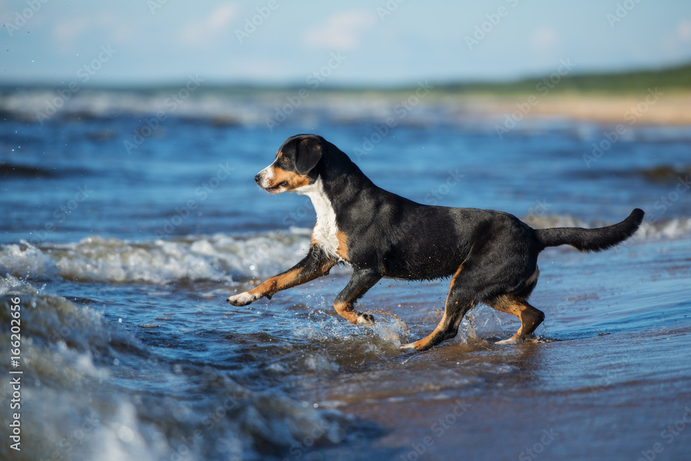 entlebucher mountain dog running into the sea entlebucher mountain dog running into the sea