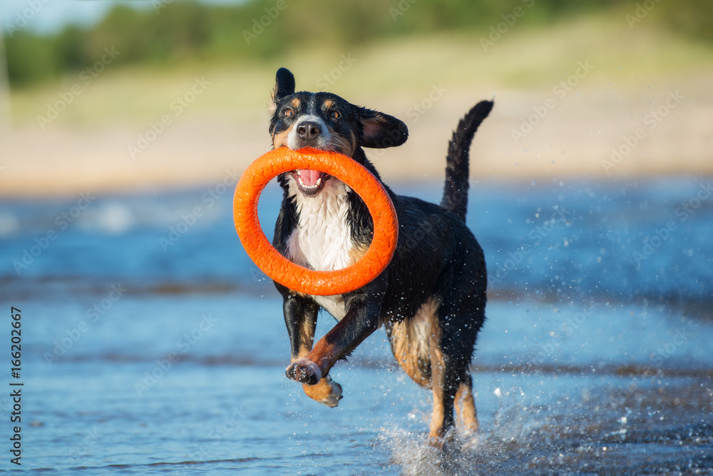 entlebucher mountain dog running on the beach with a toy in mouth