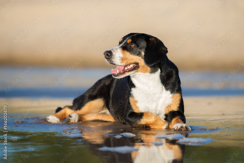 entlebucher mountain dog lying down on water entlebucher mountain dog lying down on water