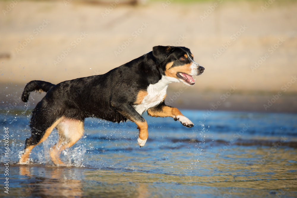 entlebucher mountain dog running on the beach entlebucher mountain dog running on the beach