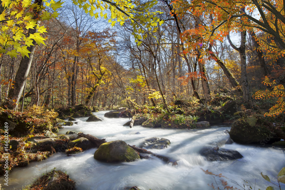 Oirase Gorge beautiful river druing the autumn season, Japan