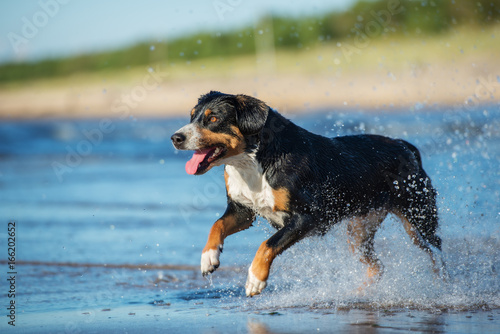entlebucher mountain dog running on water