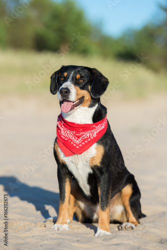 entlebucher mountain dog sitting on the beach