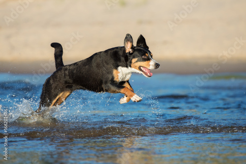 entlebucher mountain dog running on the beach