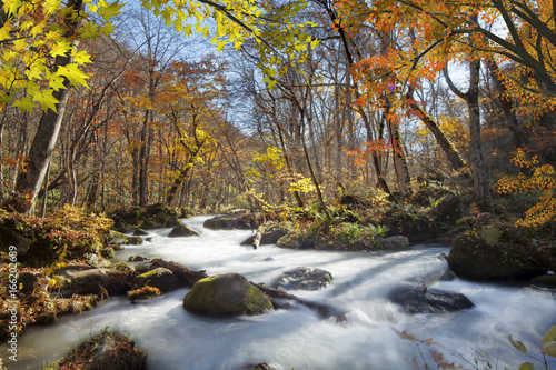 Oirase Gorge beautiful river druing the autumn season  Japan