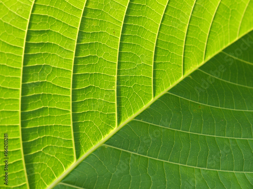 leaf texture closeup
