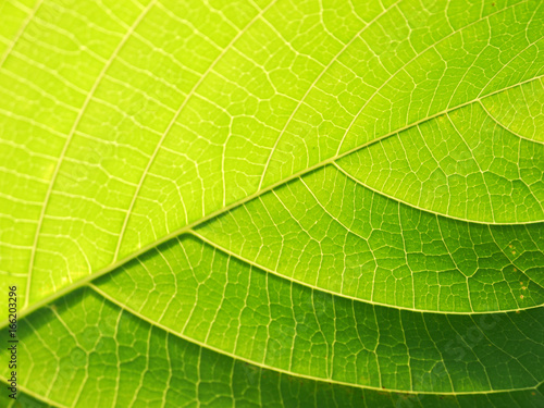 leaf texture closeup