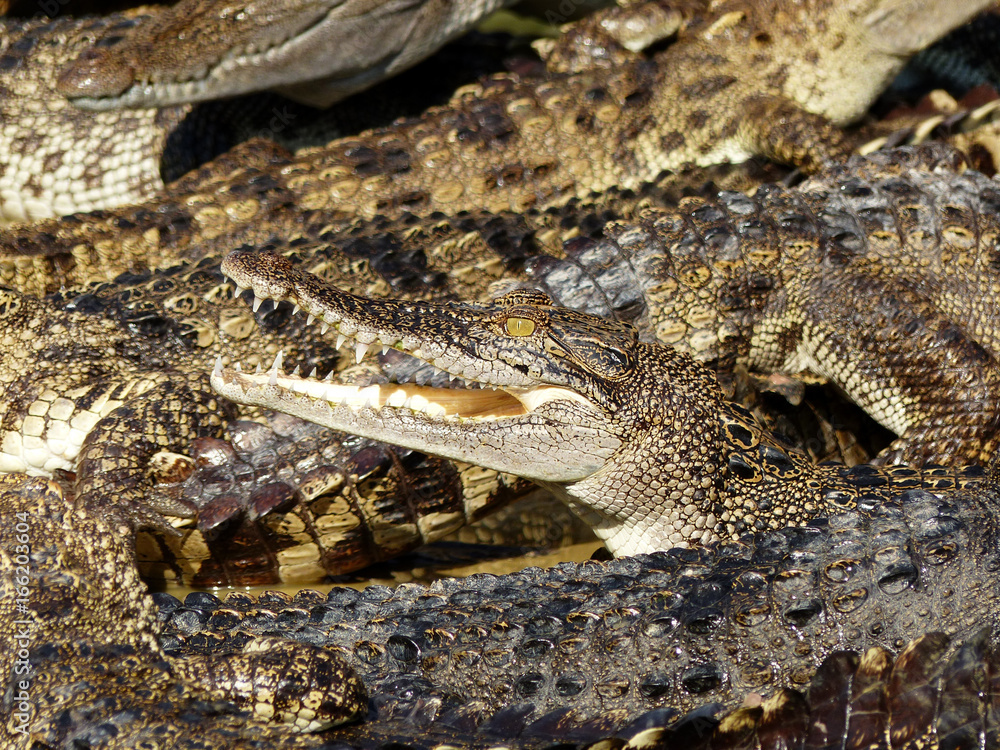 Obraz premium Crocodile with open mouth