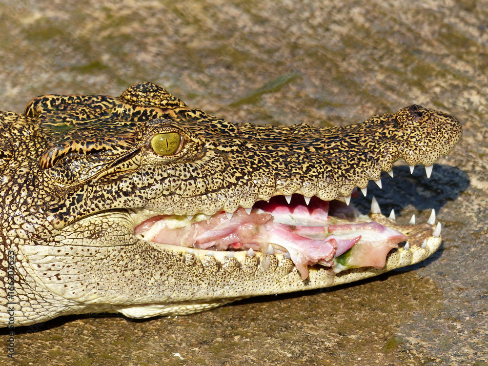 Fototapeta premium Crocodile eats chickens