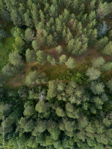 Aerial view of the forest © puleglot
