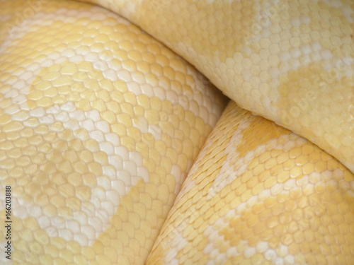 Skin of Gold Python,Reticulated python (Python reticulatus) : Closeup