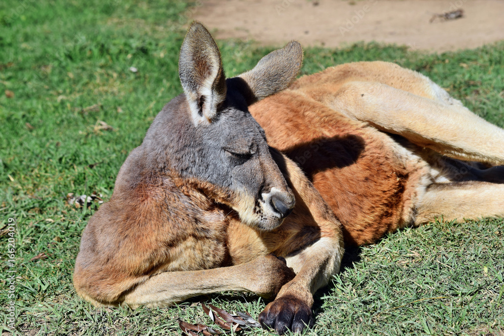 Fototapeta premium Very muscular wild red kangaroo lying on the grass