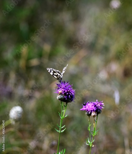 papillon photo