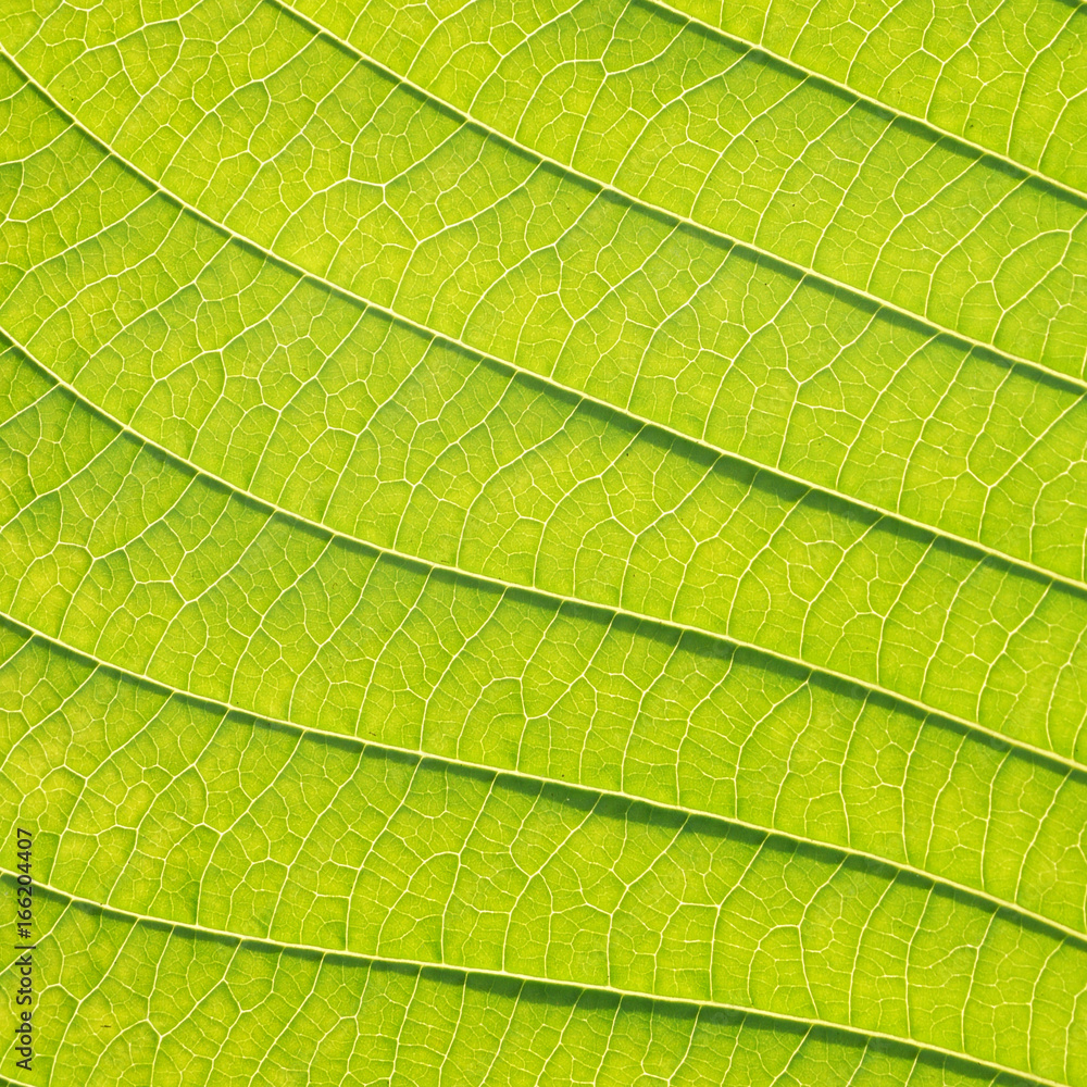 green leaf texture closeup green leaf texture closeup