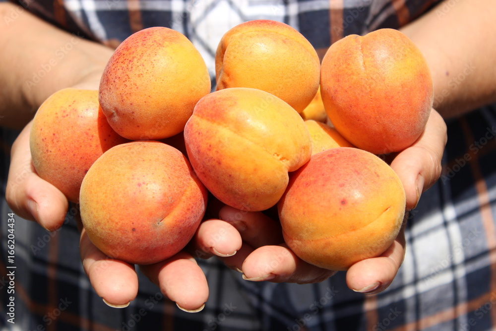 Apricot in female hands