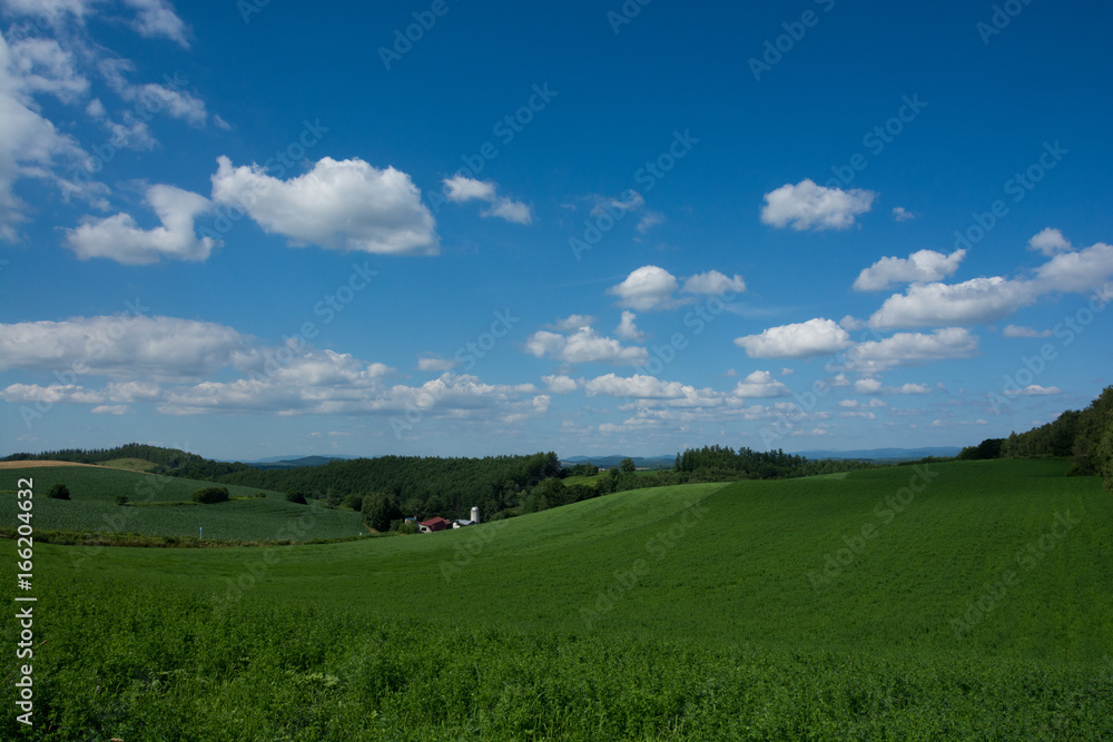 緑の牧草畑と夏の青空