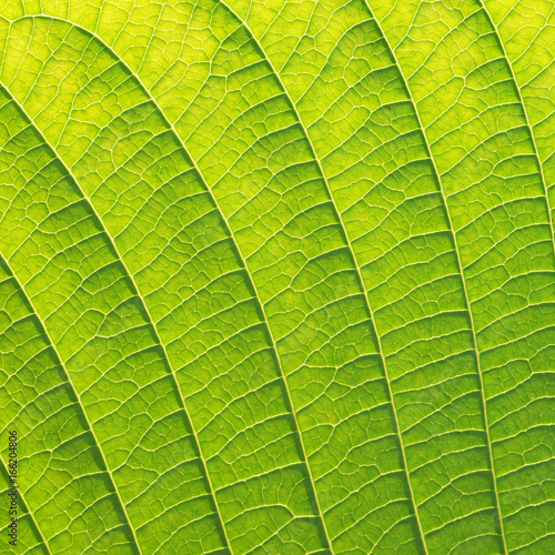 green leaf texture closeup