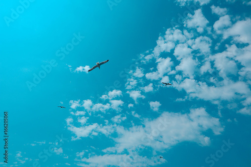 Beautiful seagull soar in the bright summer blue sky. One seabird at the clean sky background, symbol of freedom.