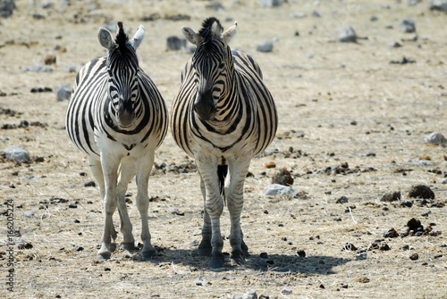 Two zebras in the Etosha National Park  Namibia