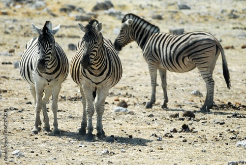 Zebras in the Etosha National Park  Namibia