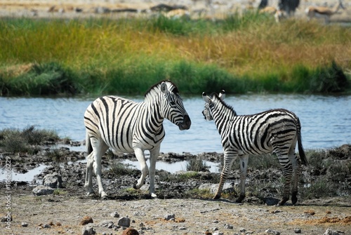 Fototapeta Naklejka Na Ścianę i Meble -  Two zebras in the Etosha National Park, Namibia