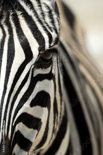 Zebra close-up in the Etosha National Park, Namibia
