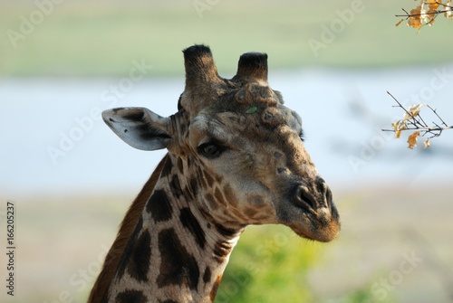 Giraffe in the savannah, Namibia