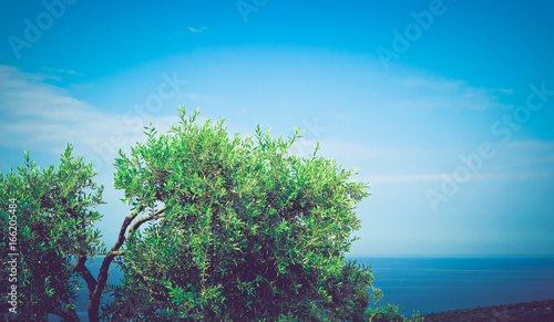 Greek landscape  olive tree leaves  sea and blue sky on the background. Vacation on Greece island Thassos  tourism theme backdrop.