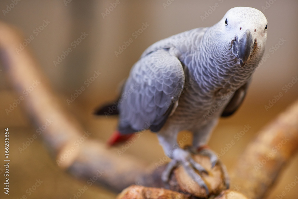 Obraz premium colorful parrot