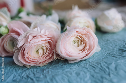 pale pink and white ranunculus bouquet on a blue background  on blue crepe paper. Flowers. Ranunculus asiaticus  Persian buttercup