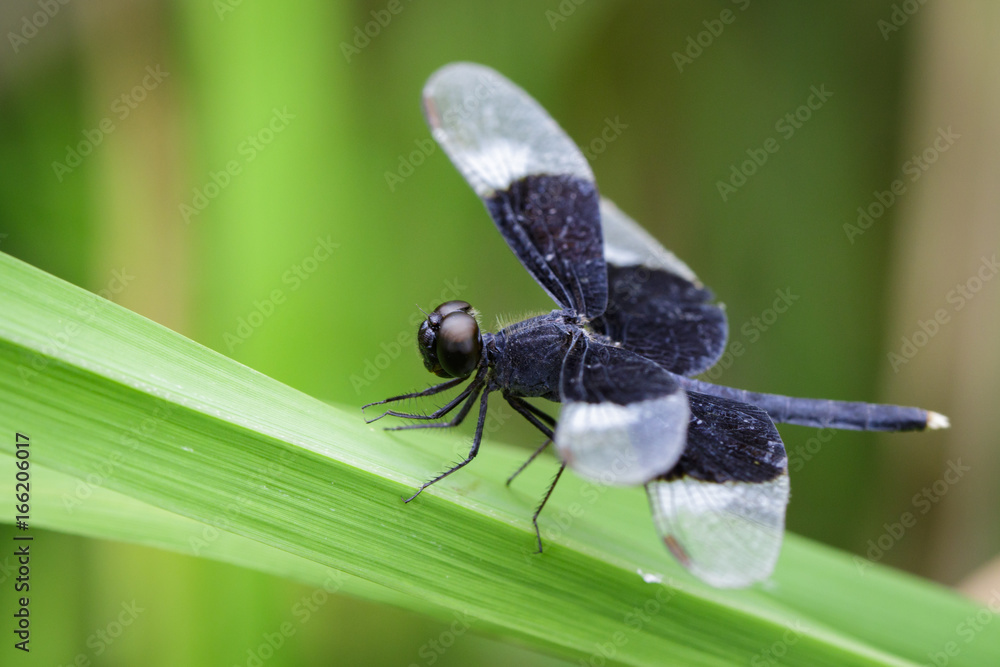 Image of Pied Paddy Skimmer Dragonfly (Neurothemis Tullia) on green ...