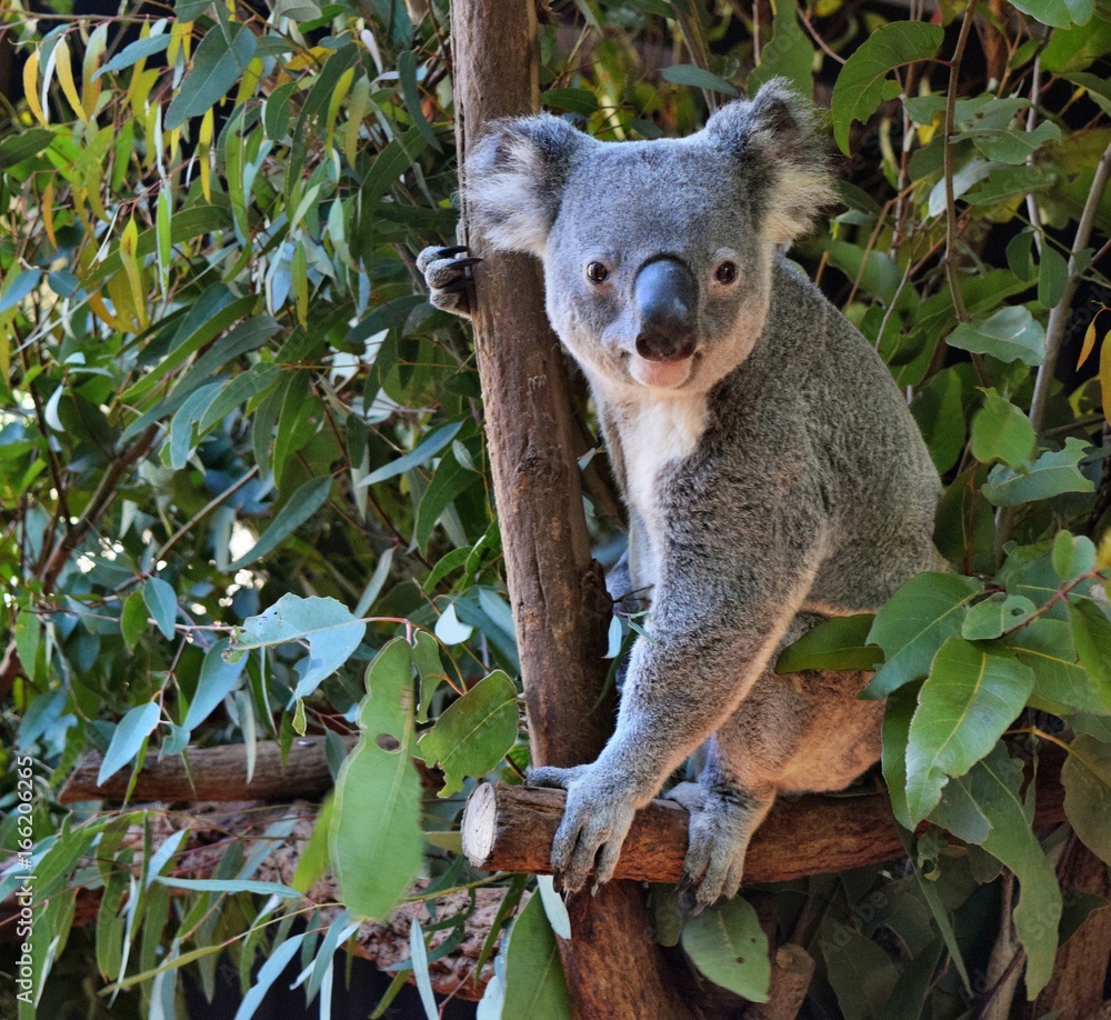 Naklejka premium Cute koala looking on a tree branch eucalyptus
