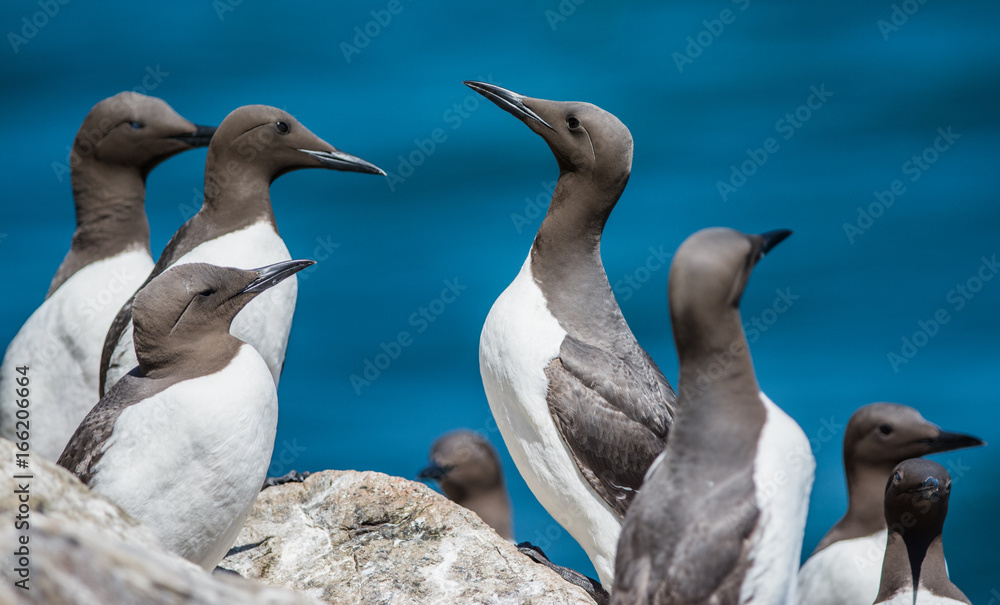Guillemot Guillemot