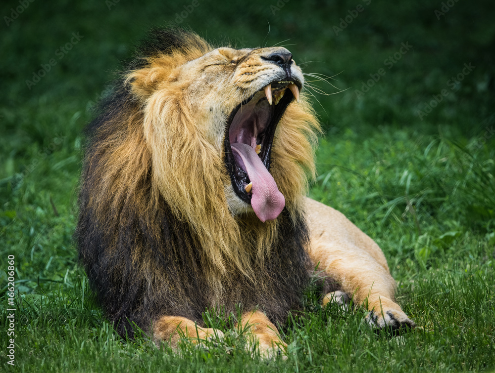 Naklejka premium Male Lion