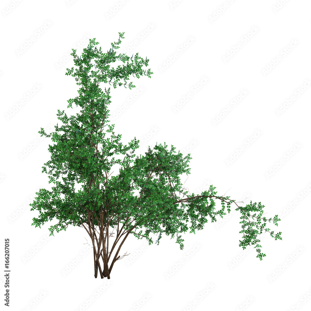 Obraz premium 3D Rendering ABush Rosa Majalis on White