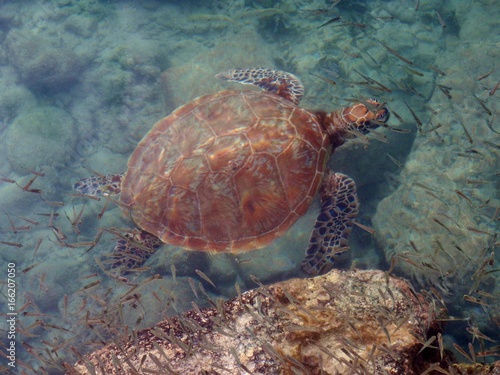 Sea Turtle in the Marshall Islands