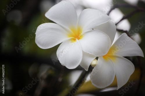 up close on a flower somewhere in the Marshall Islands