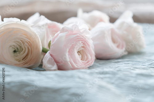 pale pink and white ranunculus bouquet on a blue background, on blue crepe paper. Flowers. Ranunculus asiaticus, Persian buttercup