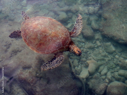 Sea Turtle in the Marshall Islands