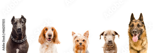 Portrait of five dogs, closeup, isolated on white background