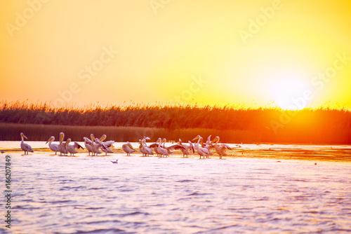 Dawn on the river. A flock of birds pelicans in the sun. Wild nature.
