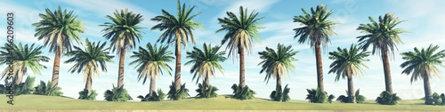 Trees in a row  palms against the sky  3d rendering