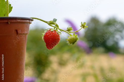 Frische Erdbeere im garten anpflanzen photo