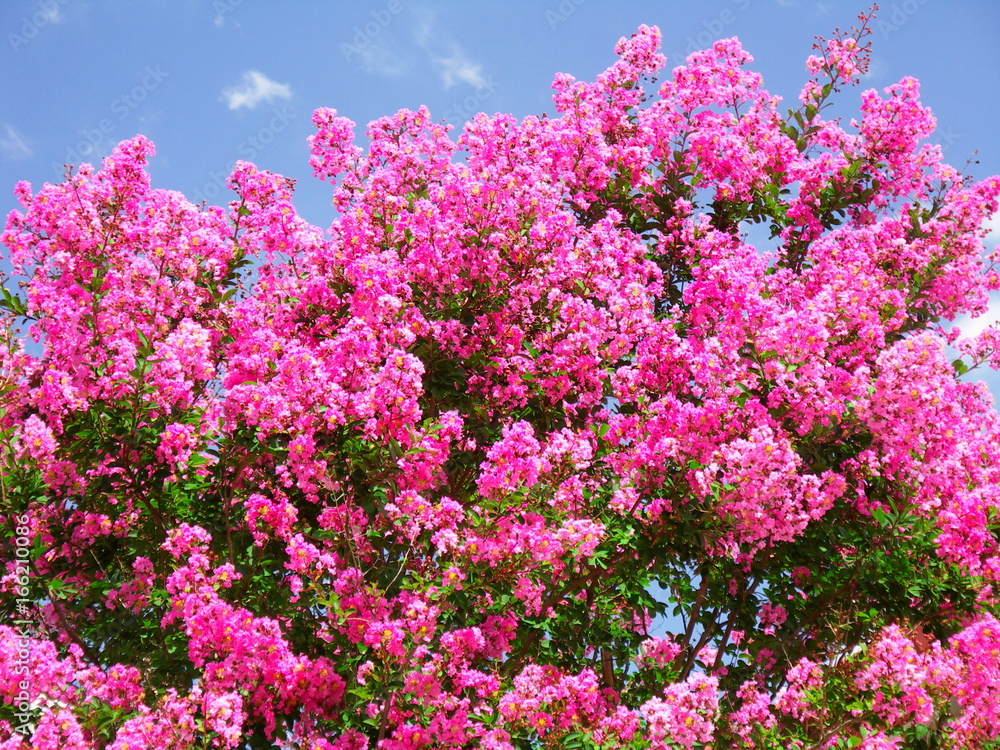 満開のピンクのサルスベリの花と青空