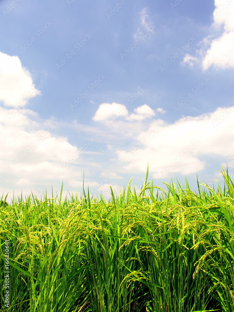 Obraz premium 実りの田圃と夏空