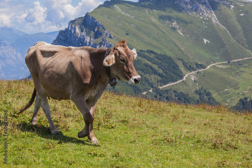 Happy brown cow with bell run on the mountain slope of mount Monte Baldo, Italy