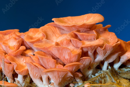 Pleurotus djamor mushrooms grow on substrate photo